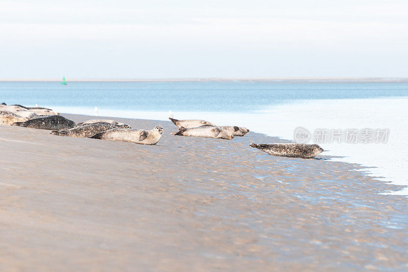 在法国索姆河的沙滩上的海豹(Phoca vitulina)